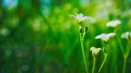 Wildblumen - Wiese - Beautiful - colorful - summer - spring - Wildflowers - Background