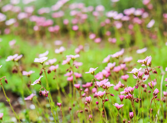 Fototapeta premium Delicate white pink flowers of Saxifrage moss in spring garden. Floral background