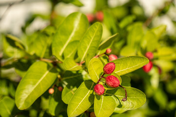 red and green leaves