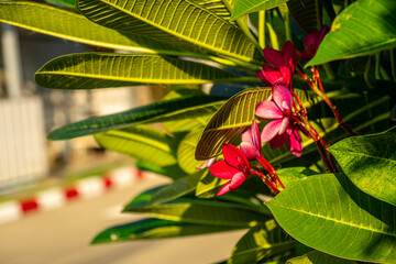 red and yellow flower