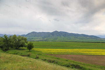 Blooming fields against the backdrop of mountains. Beautiful mountain landscape. Blooming summer...