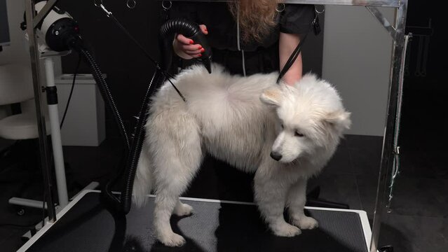 Pet professional female master groomer blow drying Husky dog after washing in grooming salon. Female hands using hair dryer getting fur dried with a blower. Animal hairstyle concept.