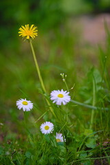 dandelions and daisies in the meadow - 604505803