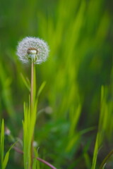 dandelion on a blurred background in spring - 604505805