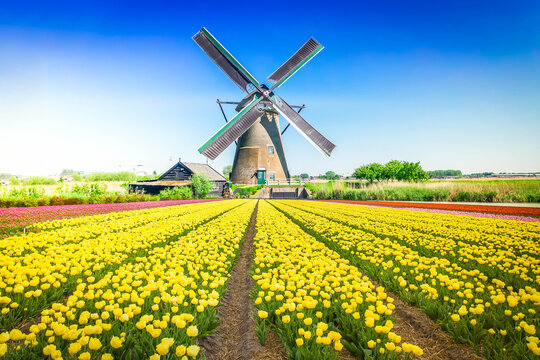 Dutch Windmill Over Tulips Field