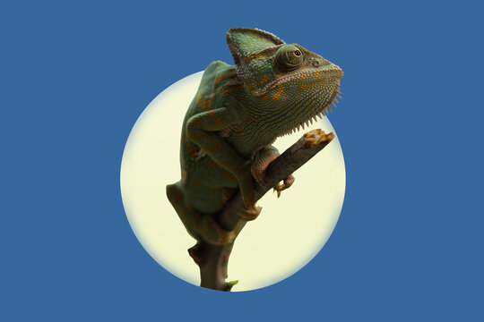 lizard img