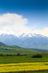 Fototapeta premium Raps field against the backdrop of high mountains. Blooming summer herbs. Spring landscape. Summer outside the city. Kyrgyzstan.