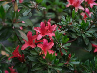 100 million pixel high-definition flowers captured by Fuji camera GFX100S camera