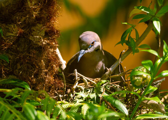 White Winged Dove in her Nest Looking after Her Eggs