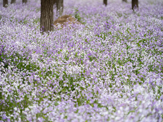 100 million pixel high-definition flowers captured by Fuji camera GFX100S camera