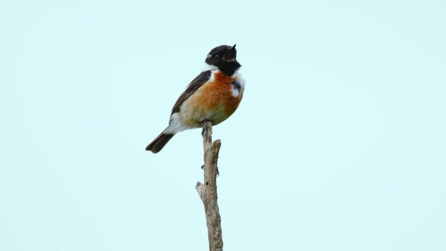 Schwarzkehlchen beim Morgengesang