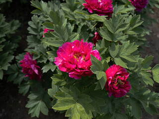 100 million pixel high-definition flowers captured by Fuji camera GFX100S camera