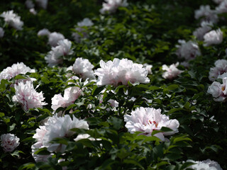 100 million pixel high-definition flowers captured by Fuji camera GFX100S camera