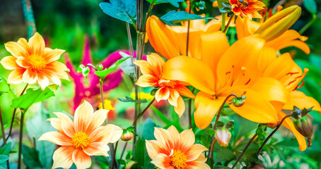 Lilly flowers growing in garden - obrazy, fototapety, plakaty
