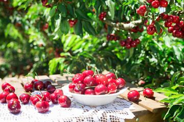 white vase filled with ripe cherries on the table