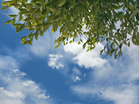 natural green leaves sky and clouds background