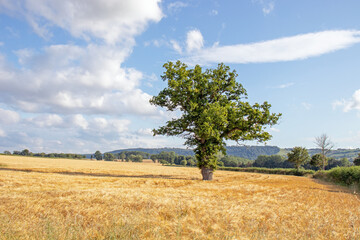 Wheat fields in the summertime countryside of England.