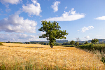 Fototapeta premium Wheat fields in the summertime countryside of England.