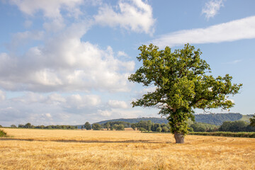 Wheat fields in the summertime countryside of England.