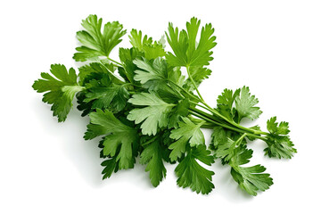 A bunch of parsley on a white background
