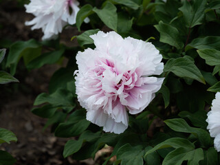 100 million pixel high-definition flowers captured by Fuji camera GFX100S camera