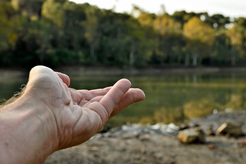 mano de hombre adulto