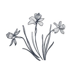 Spring daffodil flowers drawn with black liner