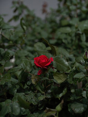 100 million pixel high-definition flowers