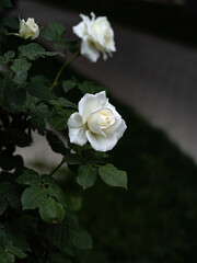 100 million pixel high-definition urban buildings and bridges