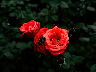 100 million pixel high-definition flowers captured by Fuji camera GFX100S camera
