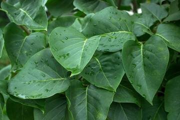 Fresh green lilac leaves. Natural background with leaves
