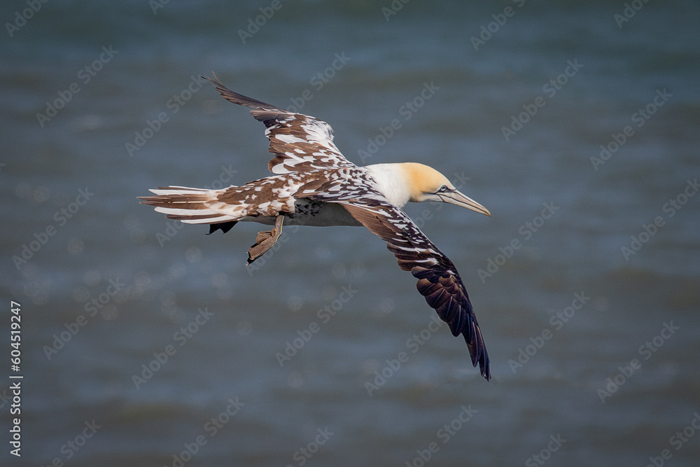 Aufkleber A northern gannet in flight. This is a juvenile in its third year. It is captured gliding with the sea in the background