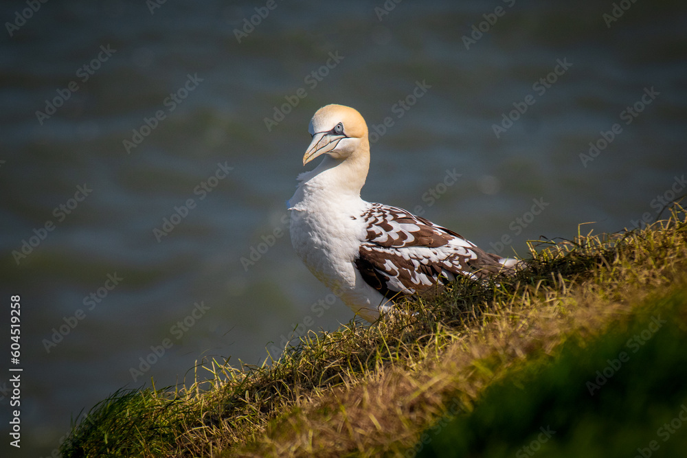 Poster a younger approximately three years old gannet as it is perched on the top of the cliff. the sea is 