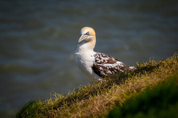 a younger approximately three years old gannet as it is perched on the top of the cliff. The sea is in the background and there is space for text