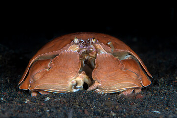 Shame-faced crab - Calappa calappa. Crab eating another crab. Diving and underwater photography in Tulamben, Bali, Indonesia. 