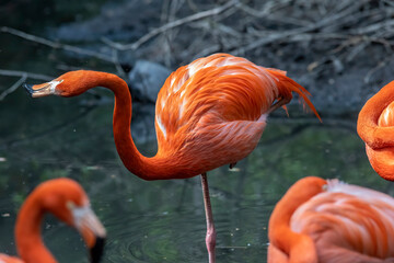Flamingo