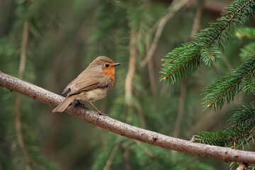 Beautiful European Robin (Erithacus rubecula) singing on branch.