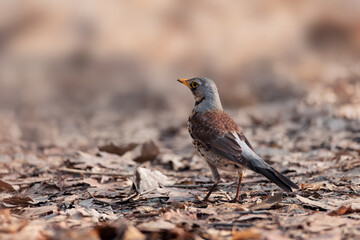 Portrait of fieldfare (Turdus pilaris)