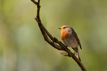 Beautiful European Robin (Erithacus rubecula) singing on branch.