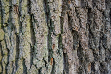 Dry tree bark texture and background, nature concept. Natural light, ecology closeup. Abstract nature wallpaper