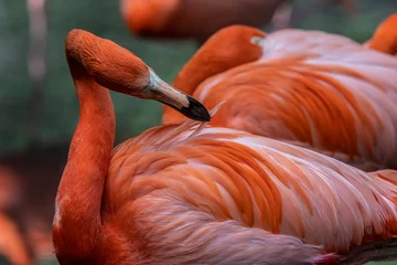 Fotobehang Flamingo © Ipman65