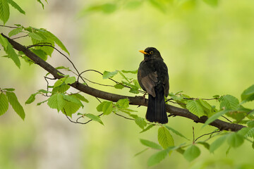 Blackbird perched on a branch in a forest