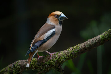  Beautiful Hawfinch (Coccothraustes coccothraustes) in the forest of Noord-Brabant in the Netherlands. Dark background.                                                                         