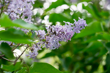 lilac flowers on a branch