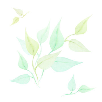 Watercolor drawing of half-transparent clear green and light-brown branches wirh leaves on white background. Nice picture for illustration, stickers, cards, scrapbooking