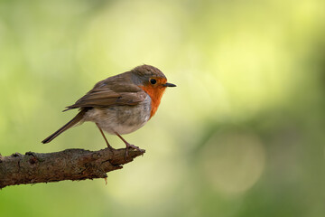 Beautiful European Robin (Erithacus rubecula) singing on branch.