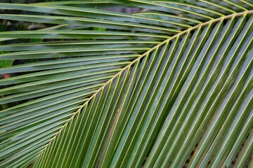 coconut leaf in different pattern design nature background HD