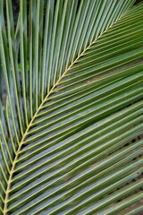 coconut leaf in different pattern design nature background HD