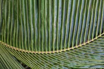 coconut leaf in different pattern design nature background HD - obrazy, fototapety, plakaty