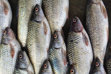 pile of  mrigal carp fish arranged in fish market for sale